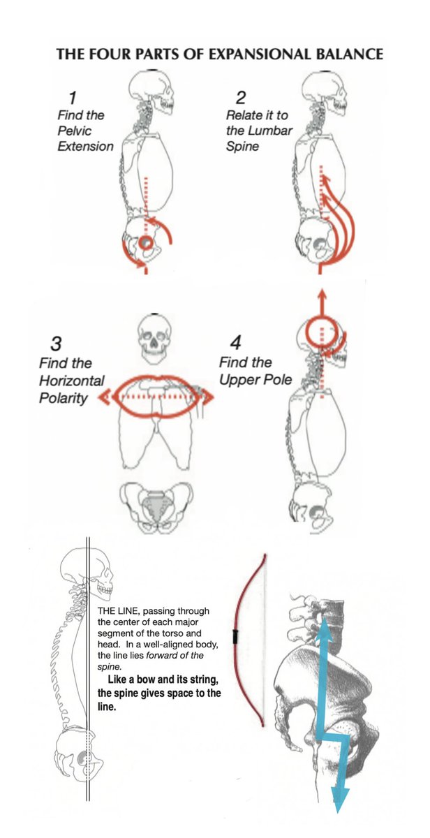 TheDavidWeck's tweet image. One of my mentors was Ed Maupin. Ed studied with Ida Rolf from the very beginning. 
Ed had a passion for locomotion. 
His touch was subtle and transformative. 
This is Ed’s work here. 
I’m changing the concepts of flexion/extension to Internal/External Torsion to execute the