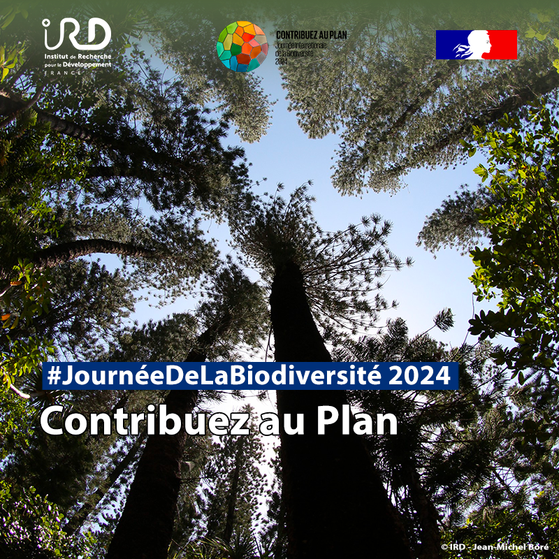 #JournéeDeLaBiodiversité|👉 L’#IRD fait de la protection de la #biodiversité un axe clé de sa recherche scientifique 🌳Découvrez nos ressources #OpenAccess pour comprendre & partager les solutions visant à la préserver flipboard.com/@cmird/journ%C… #PlanPourLaBiodiversité #PourLaNature