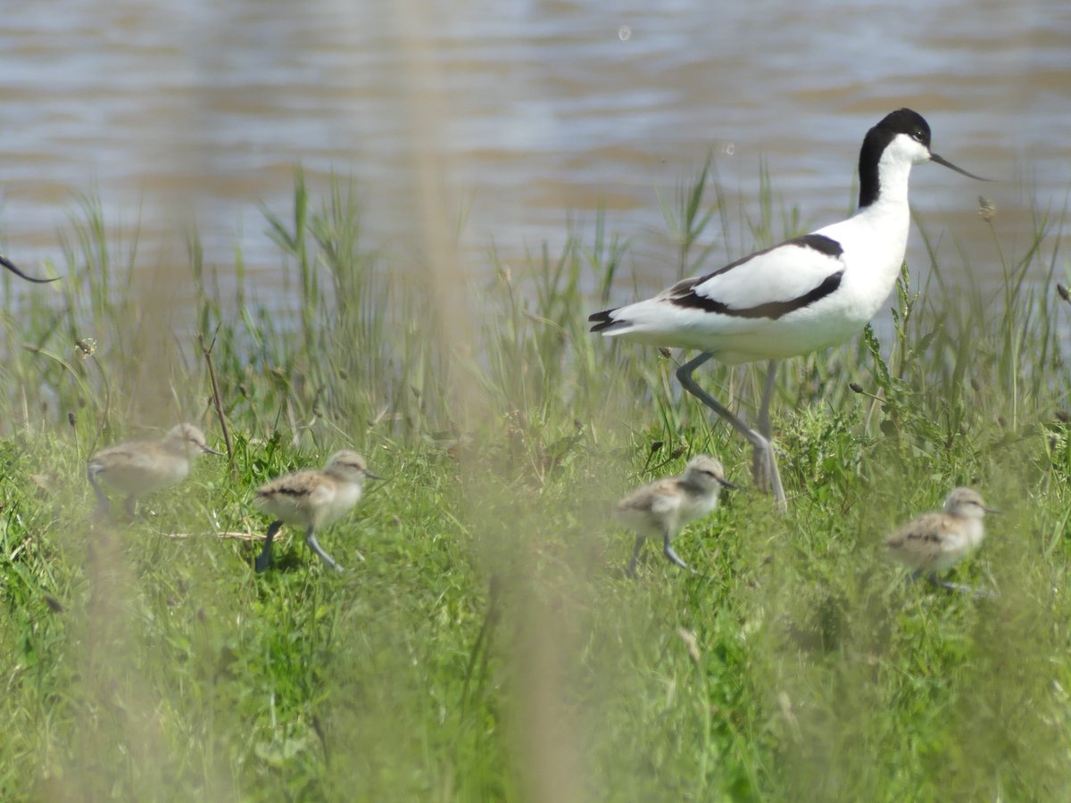 WildChurches tweet media