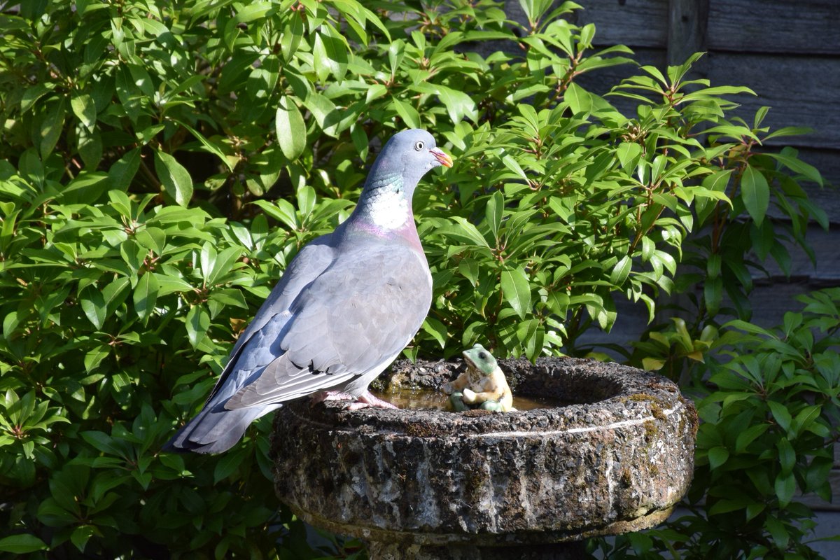 Wood Pigeon in the afternoon. @des_farrand