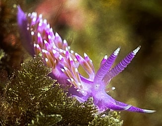 marmencor's tweet photo. Flabellina affinis en Marina Del Este.
#Granada
#trilonstyle #buceo #vida #naturaleza #macrophotography #submarinismo #scubadiving #nauticam #seaandsea #fotosub #marmediterraneo #saga #powerex #sea #mediterranean #uwphoto #diving #paradise #uwphotography #underwaterphotography https://t.co/cvip2e5qKT