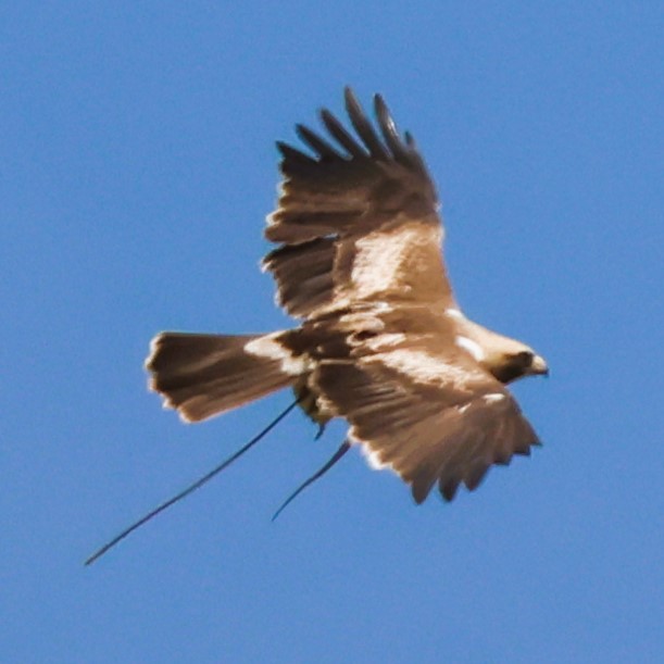 Pues campeando entre vallejos apareció una calzada (Hieraaetus pennatus), nada extraño.......pero que llevaba atrapado en sus garras????...... pofavo!, tu que piensas que pudo ser???. Villaseca, Hoces del Duratón (Segovia)