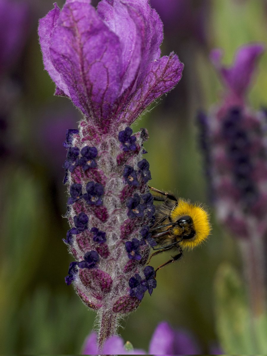 This little chap was a blinding yellow #Togtweeter #ThePhotoHour #snapyourworld #insects #flies #pollinators #flowers #plants #NaturePhotography #bee #hoverfly #bumblebee