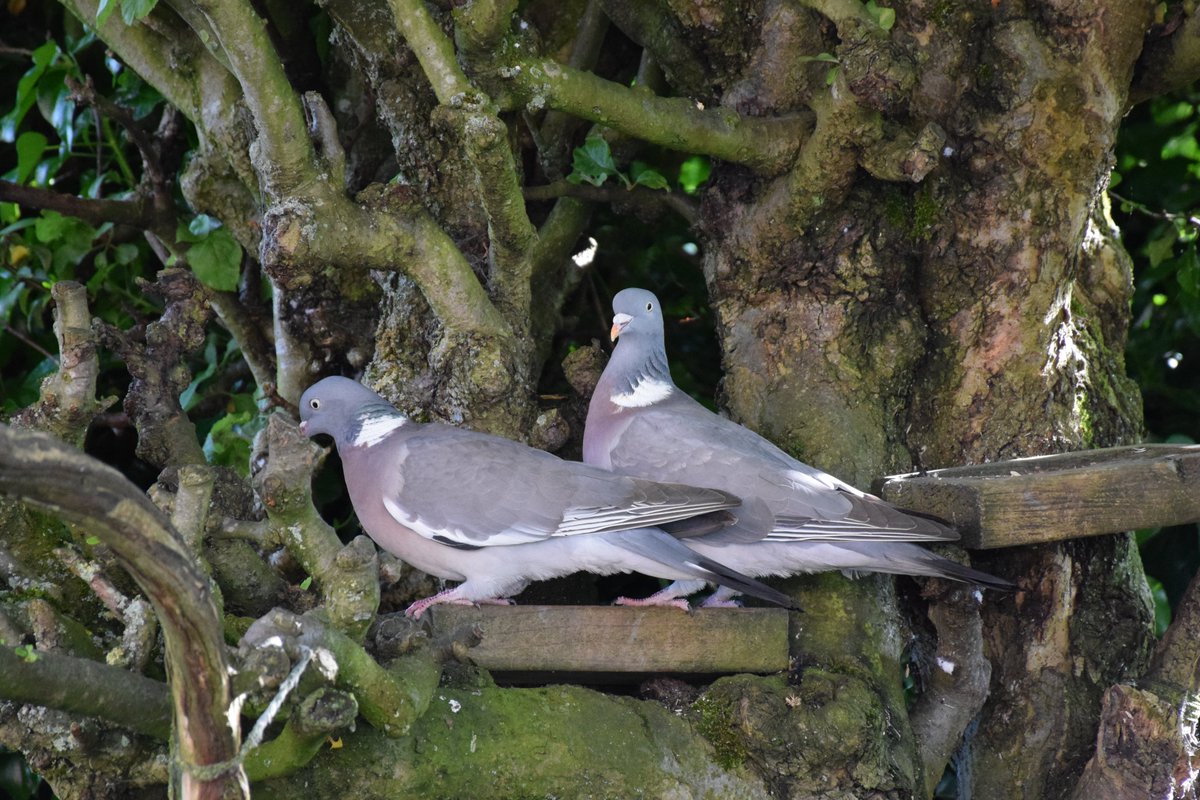 Wood Pigeons in the afternoon. @des_farrand