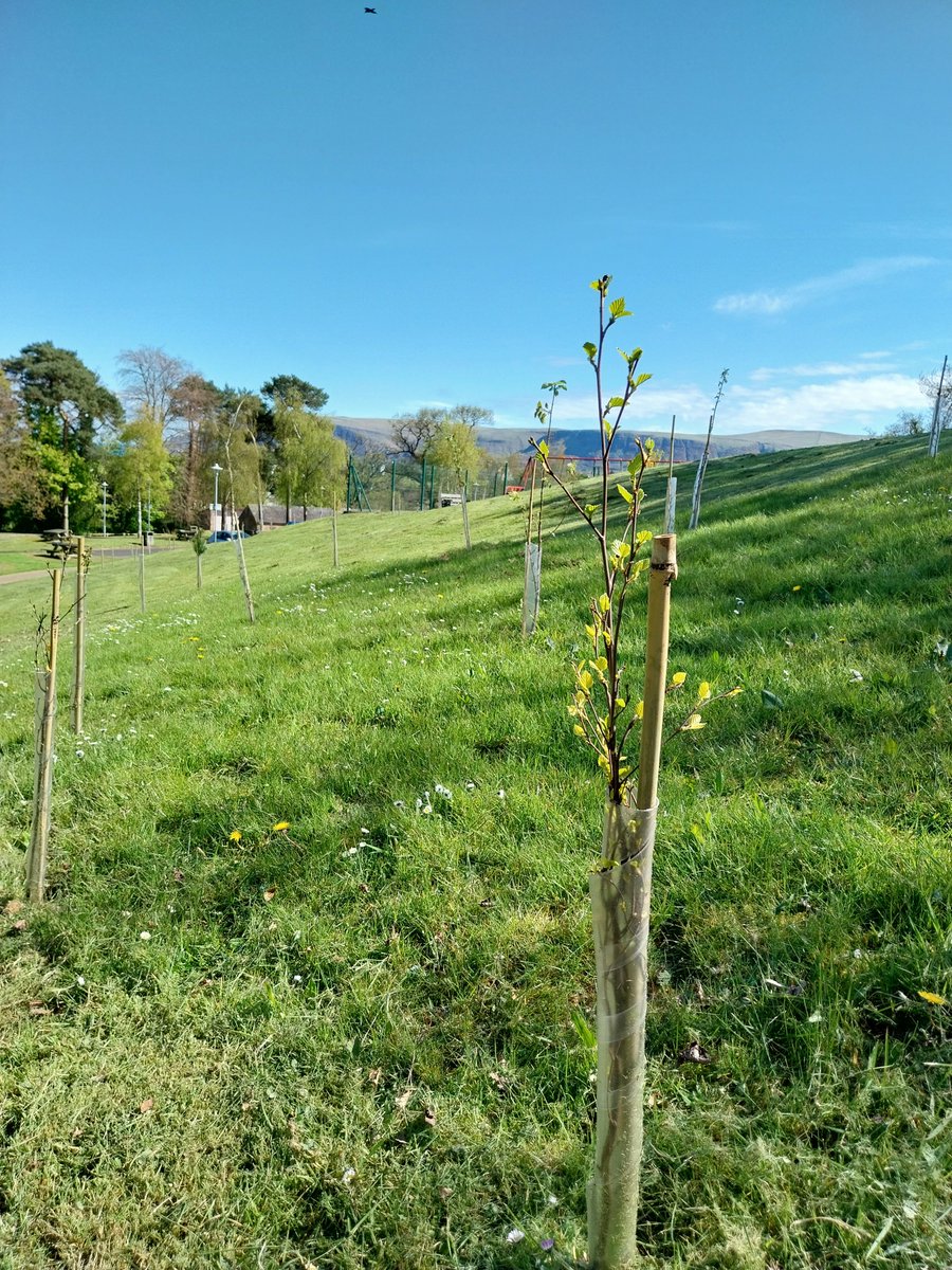 Council are pleased to announce that over two thousand trees were planted in our Borough last year during last winter's planting season. Trees were sourced and funded by schemes from The Woodland Trust, among others. Read more: bit.ly/3wNlqtO