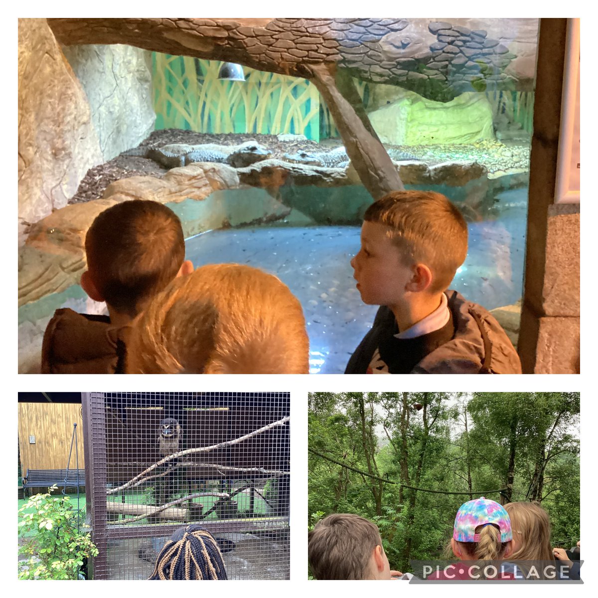 P2 had an incredible time today
<a href="/fivesisterszoo/">Five Sisters Zoo</a>
we learned so much from our guide Maria and saw lots of exotic animals🐢🦘🦙🐆🐊 <a href="/Logans_Primary/">Logans PS and NC</a>
