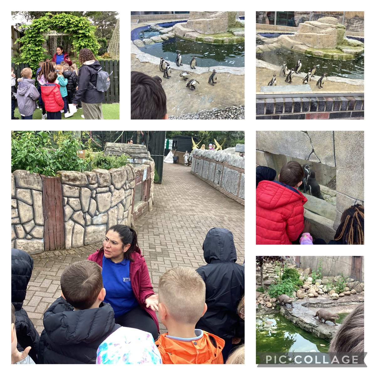 Mrs Lyons and Primary 7 tweet media