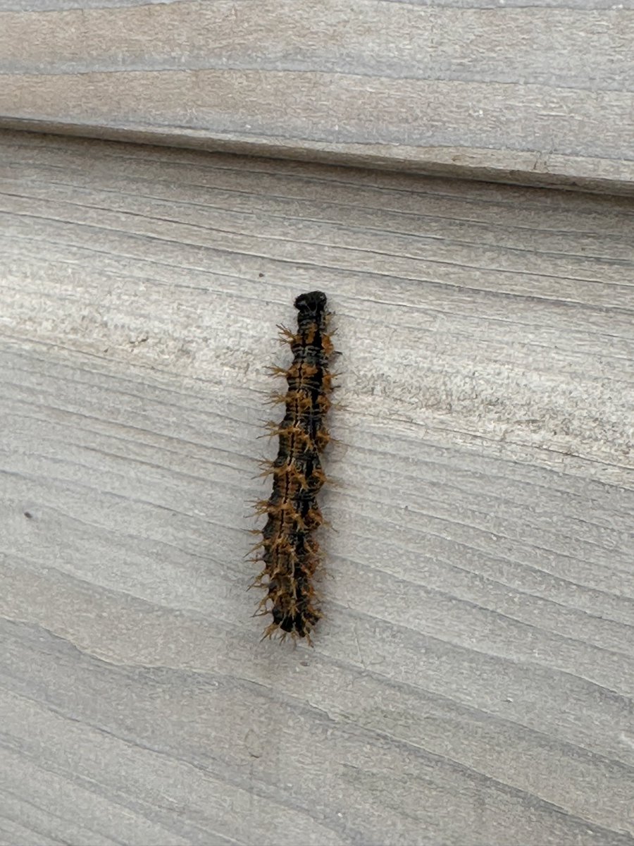 Weet iemand wat voor rups dit is?