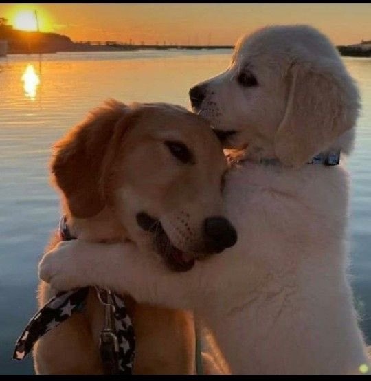 Sunsets are proof that no matter what happens, every day can end beautifully. -Kristen Butler #Dogs #BearHugs