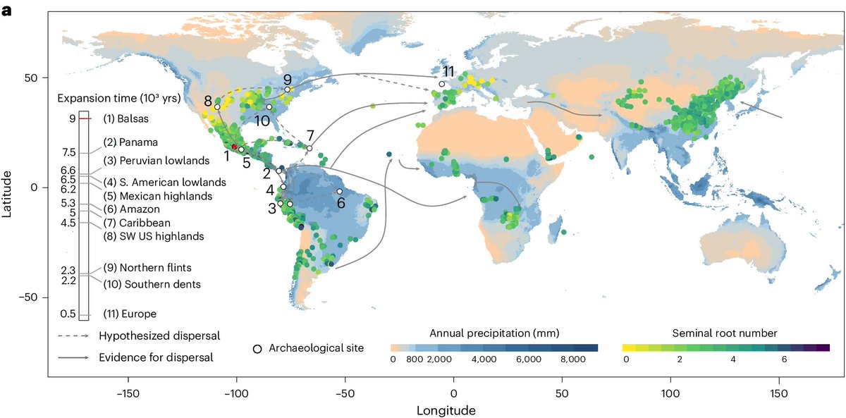 Roots are key to drought tolerant maize. Study by Peng et al. in @NatureGenet analyses 9000 varieties of maize around the world👉rdcu.be/dIGZq Kudos to @fz_juelich Co-authors Andrea Schnepf, Guillaume Lobet and Robert Koller @robsomatic! @UniBonn @Geoverbund_ABCJ
