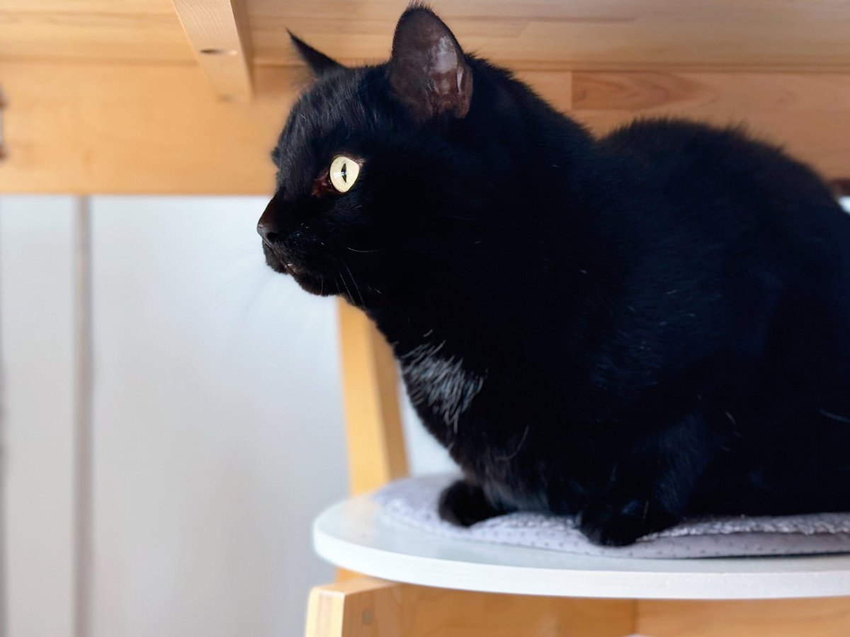 窓の外に「うぉ😳鳩！！Odinー！！！」と呼んでたら、呼ぶまでもなくテーブルの下で爛々の目だったw 近かったね！#cat #blackcat #ねこ #黒猫 #iPhone15Pro #PortraitMode