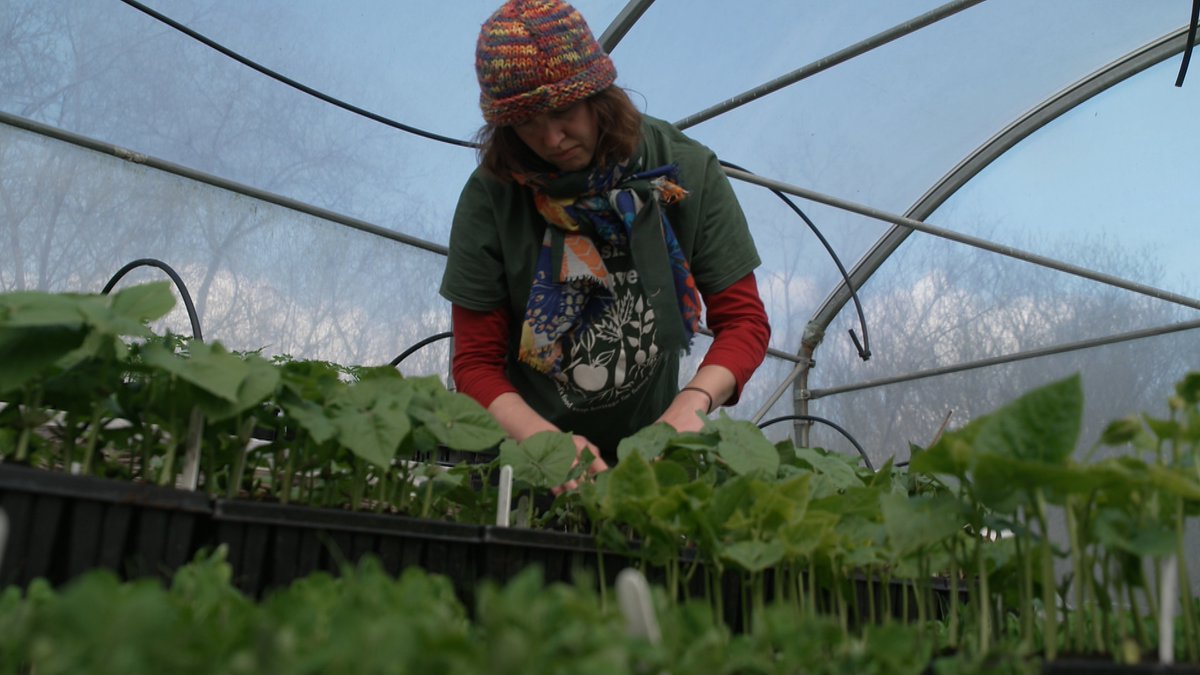 On this National Biodiversity Week we visit the Irish Seedsavers in Scariff in Co Clare where they sell native Irish vegetable & flower seeds on #RTENationwide Wednesday 22nd May @RTEOne 7pm @IrishSeedSavers @ClareHour @ClareFM @ClareChampion @theclareherald @IrishEnvNet @rte RT