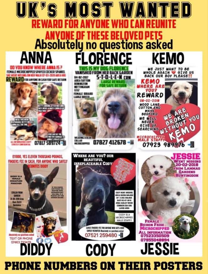 #SpanielHour #StolenDogHour UKS MOST WANTED All still missing ANNA FLORENCE KEMO DIDDY CODY JESSIE @linda_kinnon @juliagarland73 @JacquiSaid @thedogfinder @ruthwill64 @BitofDecorum @TeaboyTeddy @reggiemollieros @RachaelB100 @alid2912 @Eloquencealways @vee_essex @bs2510