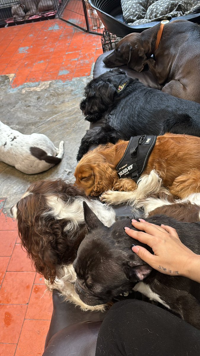 MonumentKatie's tweet photo. @Syndicate Working 🐶😅 https://t.co/zrz01kOllL