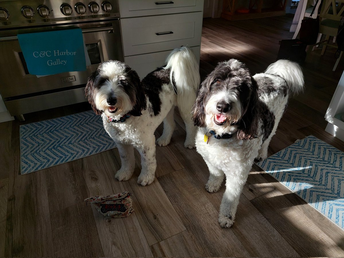 Sunny smiles this morning! 🌞 #schooldays #dogsoftwitter #DogsOfX