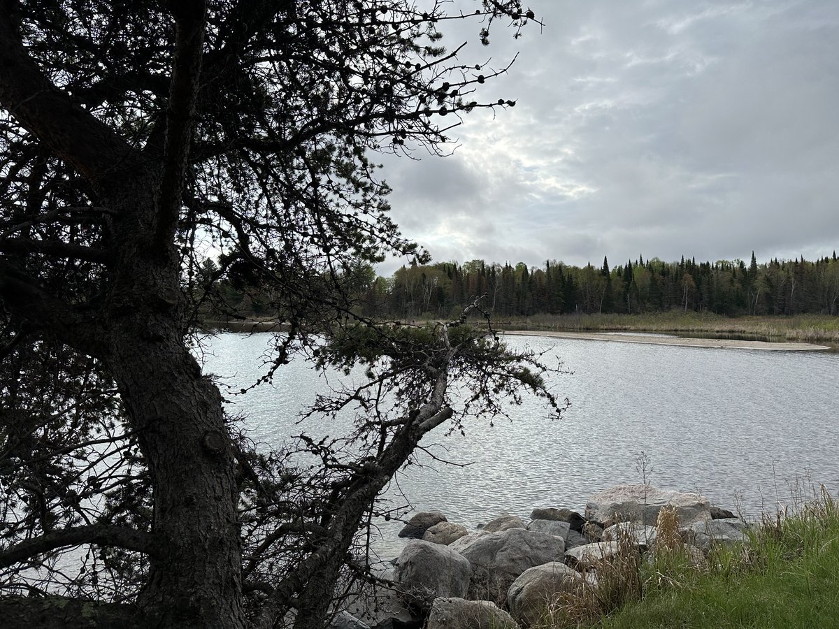LOTWONMBMN's tweet photo. Spring has sprung...water levels low but increasing with recent weeks of steady rain - all the details on site of the Lake of the Woods Control Board -https://t.co/UpiBad9iU8 https://t.co/NpiNJQfcHn