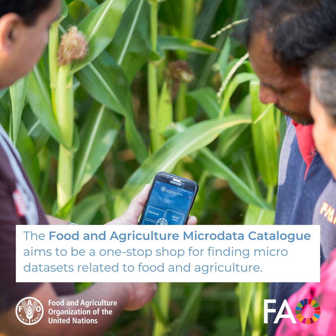 .@FAO’s Food & Agriculture Microdata Catalogue has released a new collection on surveys produced as part of the @50x2030 Initiative. - this FAO, @IFAD @WorldBank partnership works directly with partner countries to transform agricultural data systems. 📊microdata.fao.org/index.php/cata…