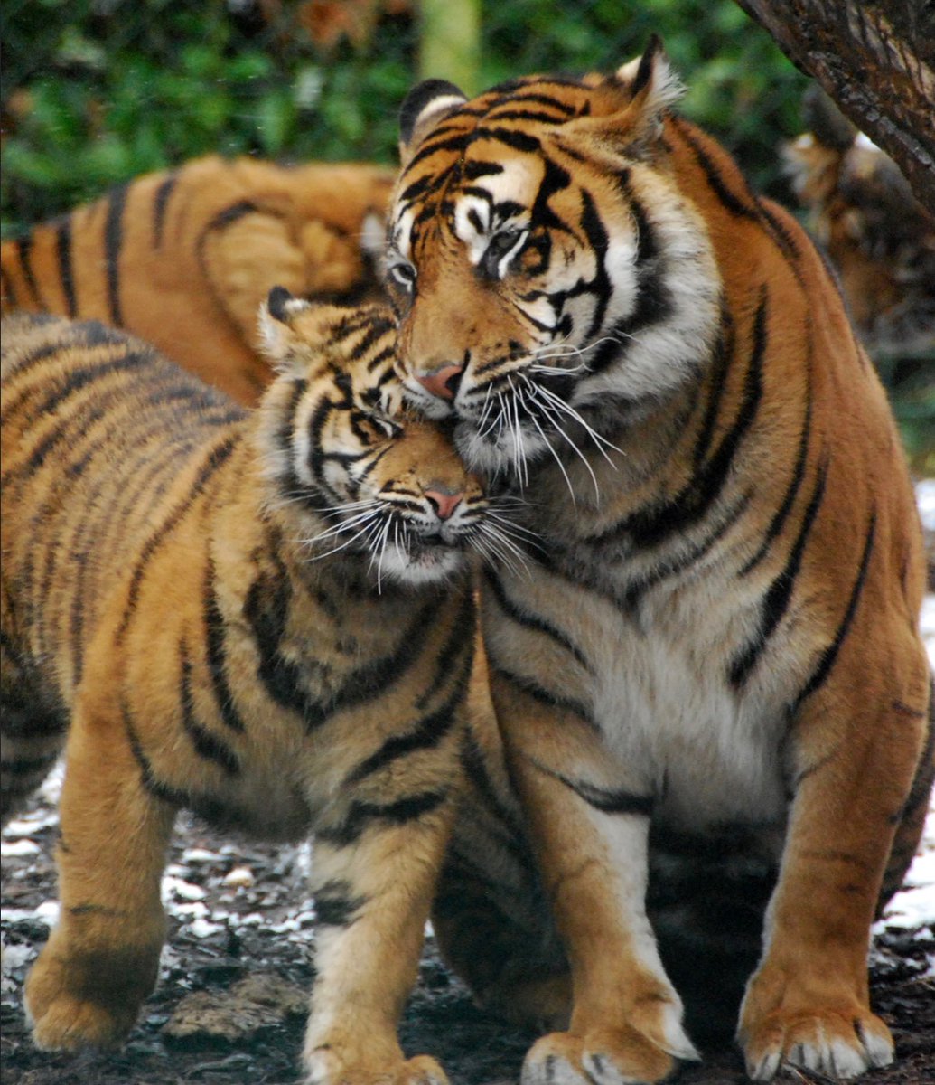 🐯🧡 Tiger Hugs 🐯🧡 ˚. ✦.˳·˖🐅🌿✶ ⋆.✧̣̇˚.🎀💞 ˚. ✦.˳·˖💛🐾✶ ⋆.✧̣̇˚.💜🌸