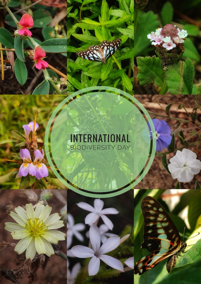 Look around and observe, even the smallest plant & insect have a role to play in the intricate webs of nature
The biodiversity around us therefore is not only precious for the environment but for us too!
Happy International Biodiversity Day! 🌏🌱🦋
#BiodiversityMatters #IndiAves