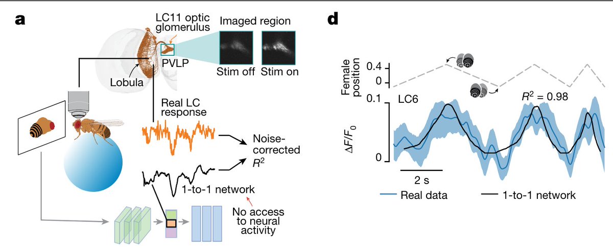 Adam J Calhoun (@neuroecology) on Twitter photo Can you predict the activity of INDIVIDUAL NEURONS without recording them? Hint: the answer is YES
<a href="/BenjoCowley/">Benjamin Cowley</a> <a href="/NiveRangarajan/">Nivedita R</a> <a href="/EliseIreland1/">Elise Ireland</a> @MaxwellHTurner <a href="/jpillowtime/">Jonathan Pillow</a> <a href="/MurthyLab/">Murthy Lab</a>
nature.com/articles/s4158… Can you predict the activity of INDIVIDUAL NEURONS without recording them? Hint: the answer is YES
<a href="/BenjoCowley/">Benjamin Cowley</a> <a href="/NiveRangarajan/">Nivedita R</a> <a href="/EliseIreland1/">Elise Ireland</a> @MaxwellHTurner <a href="/jpillowtime/">Jonathan Pillow</a> <a href="/MurthyLab/">Murthy Lab</a>
nature.com/articles/s4158…