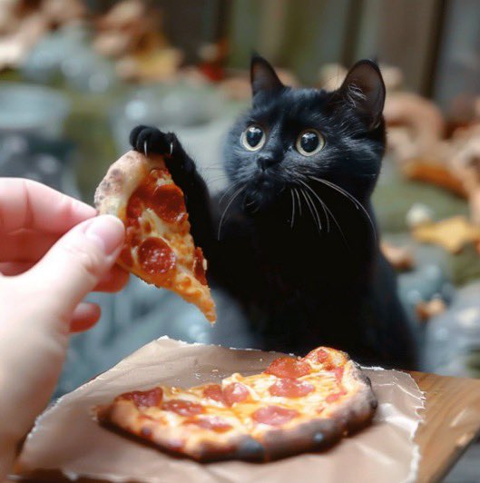 Piza Cat on Sol tweet media