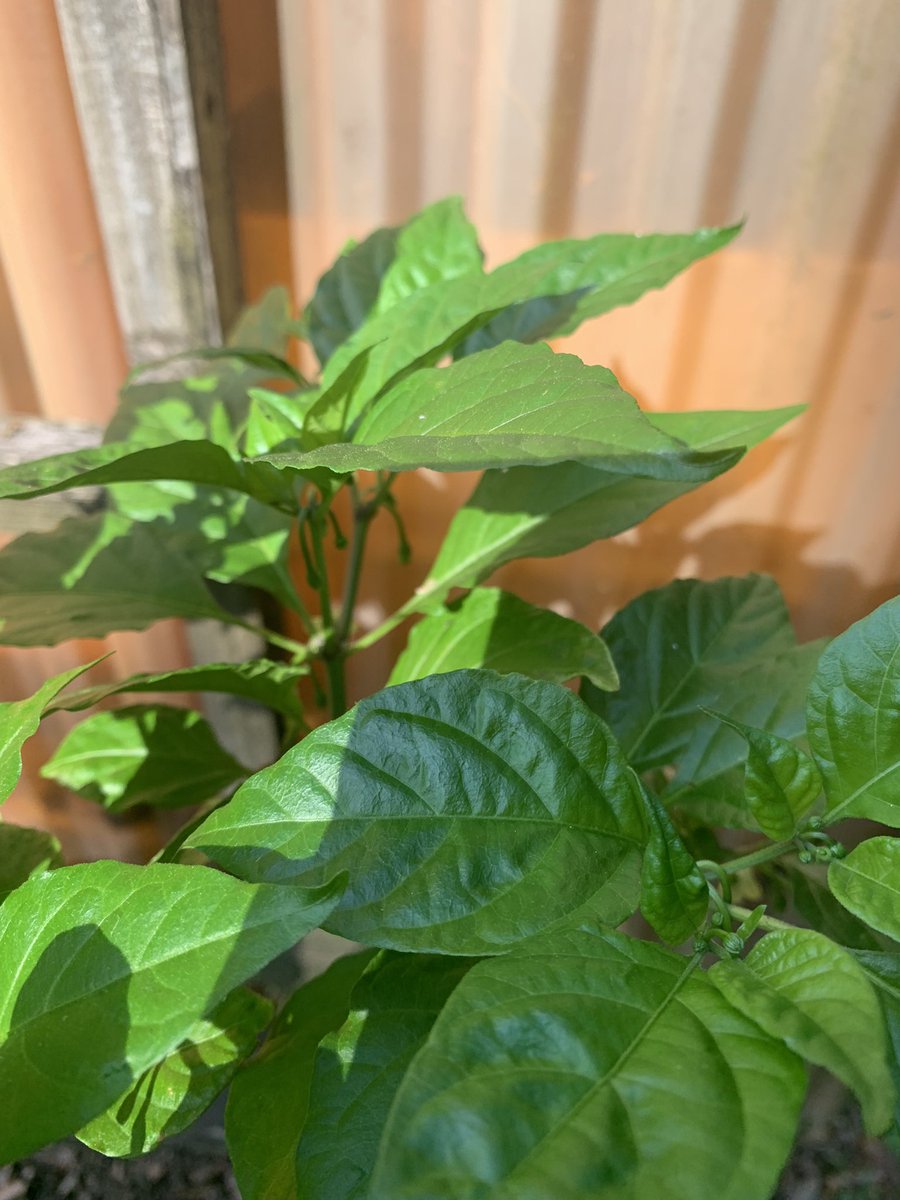 datil_sensation's tweet photo. So this was my first real attempt to winter one of my  reaper plants. Happy to say that Jake (that’s right) appears to be thriving and already has buds and blossoms! 😅🌱 #homemade #homegrown #hotsauce #salsa #reaper #peppers #tn #noles #gardening #spicy https://t.co/r2q5akXAzE