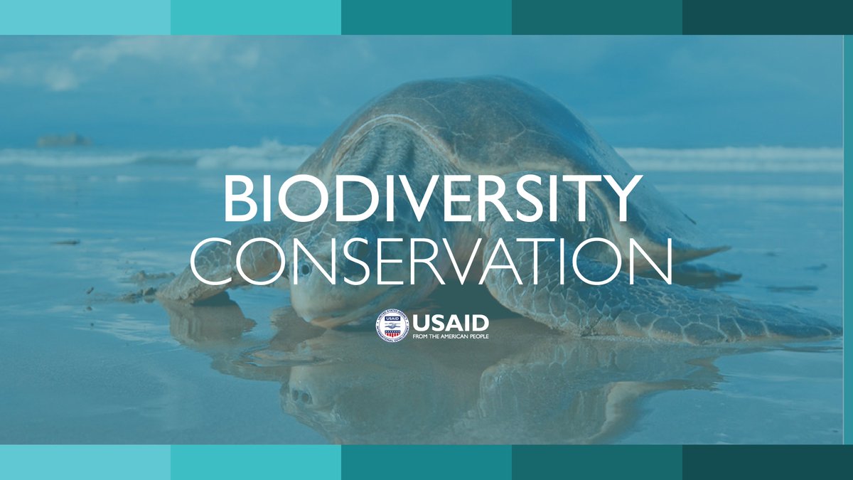 The biodiversity crisis is happening now and it is accelerating. For over 4 decades, USAID has worked in 60+ countries to conserve the most biodiverse places on Earth, fight nature crime, and support sustainable fisheries. More: usaid.gov/biodiversity #BiodiversityDay