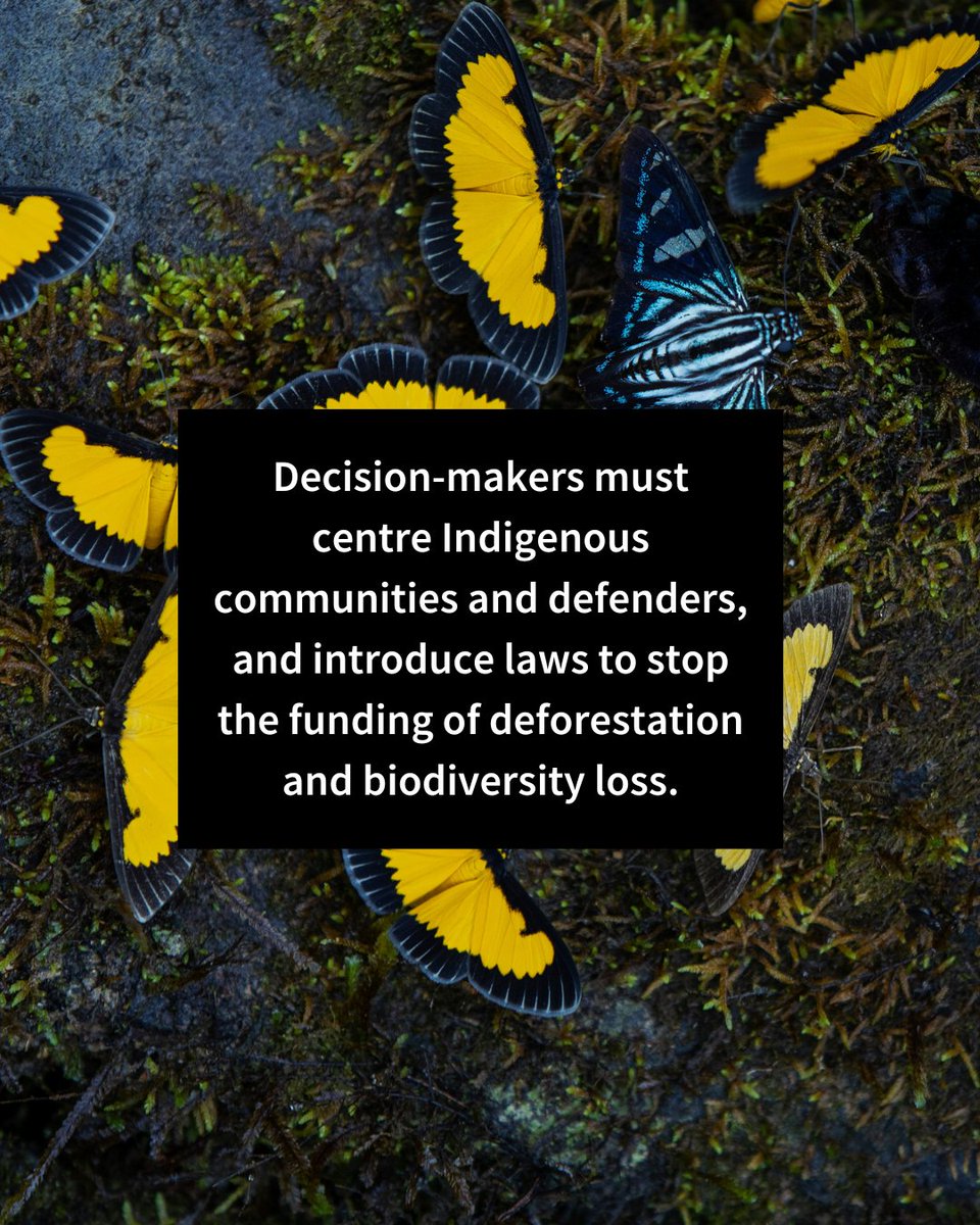 This #BiodiversityDay we're highlighting the role of defenders in protecting biodiversity To create the laws needed to stop biodiversity loss, we must centre environmental defenders and Indigenous communities who best know how to protect it gwitness.org/44QNhFM