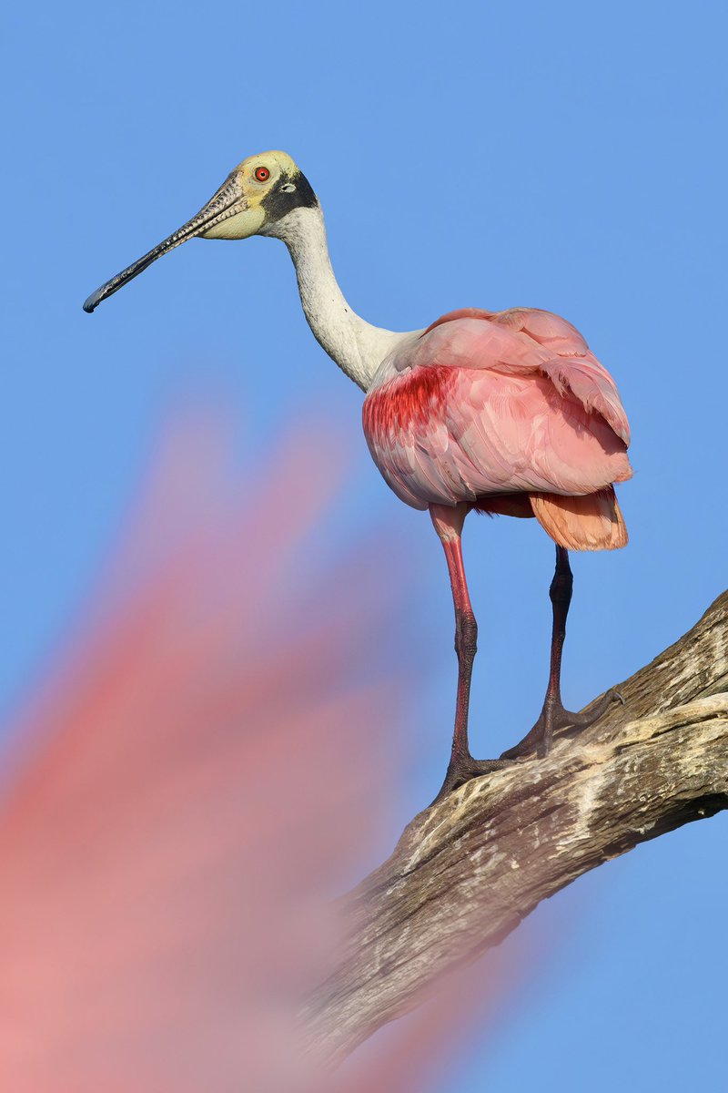 Roseate Spoonbill fly by, the competition is fierce for coveted perches. At the end of the day, the spoonbills find resting spots for the evening. Photographed with my @NikonUSA Z 9 and 600mm f/4 TC lens. #nikonphotomonth #birdphotography #nikonambassador