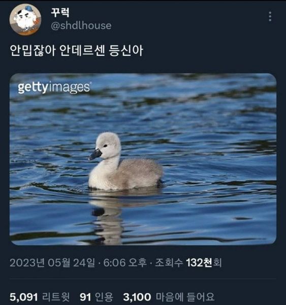 미운오리새끼 실제사진