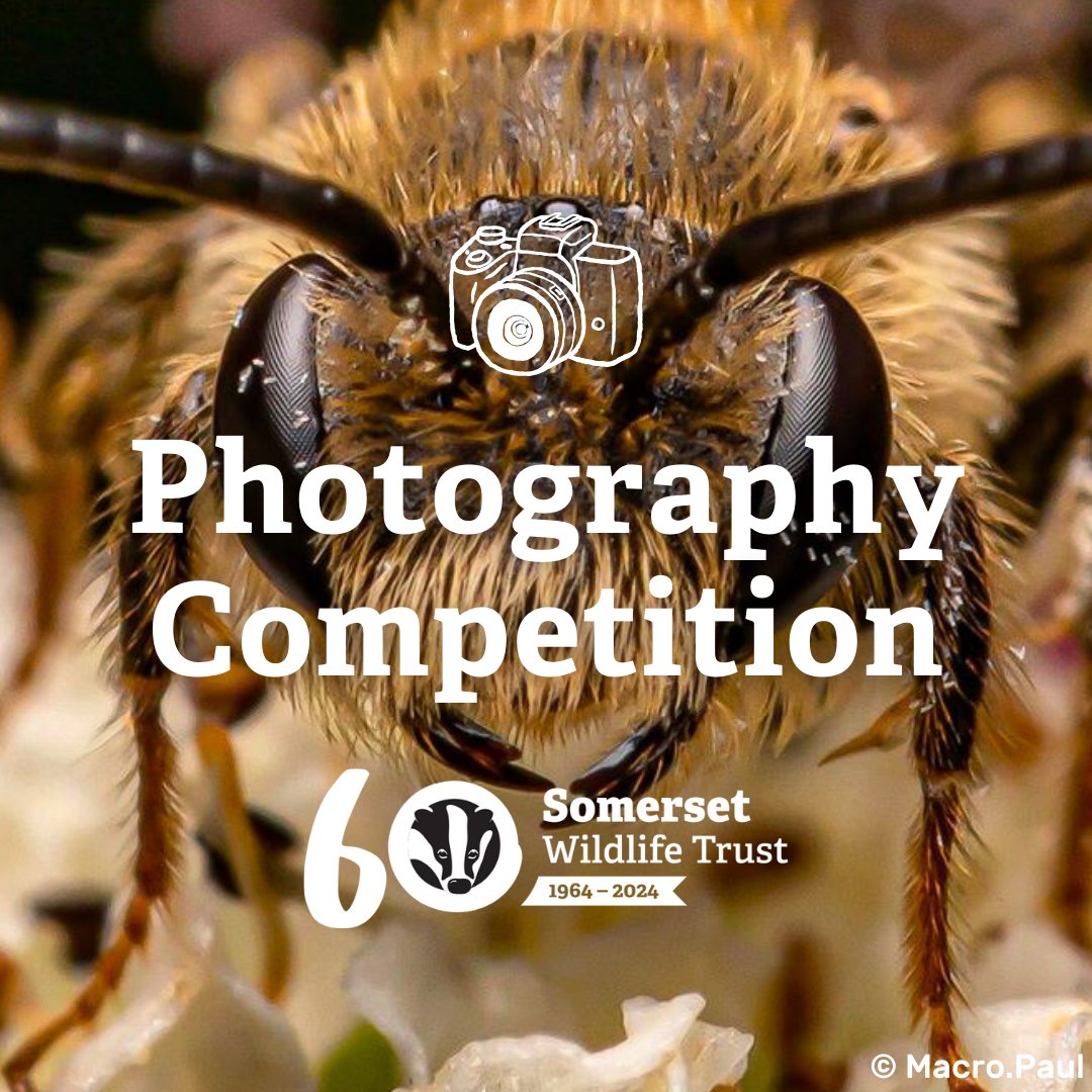 Have you entered our wildlife photography competition yet? 📸 Six winners will be chosen later this year, and their photos will be exhibitied at our AGM in November! Submit your entries here: somersetwildlife.org/photo-competit… #60YearsOfSWT #PhotoCompetition