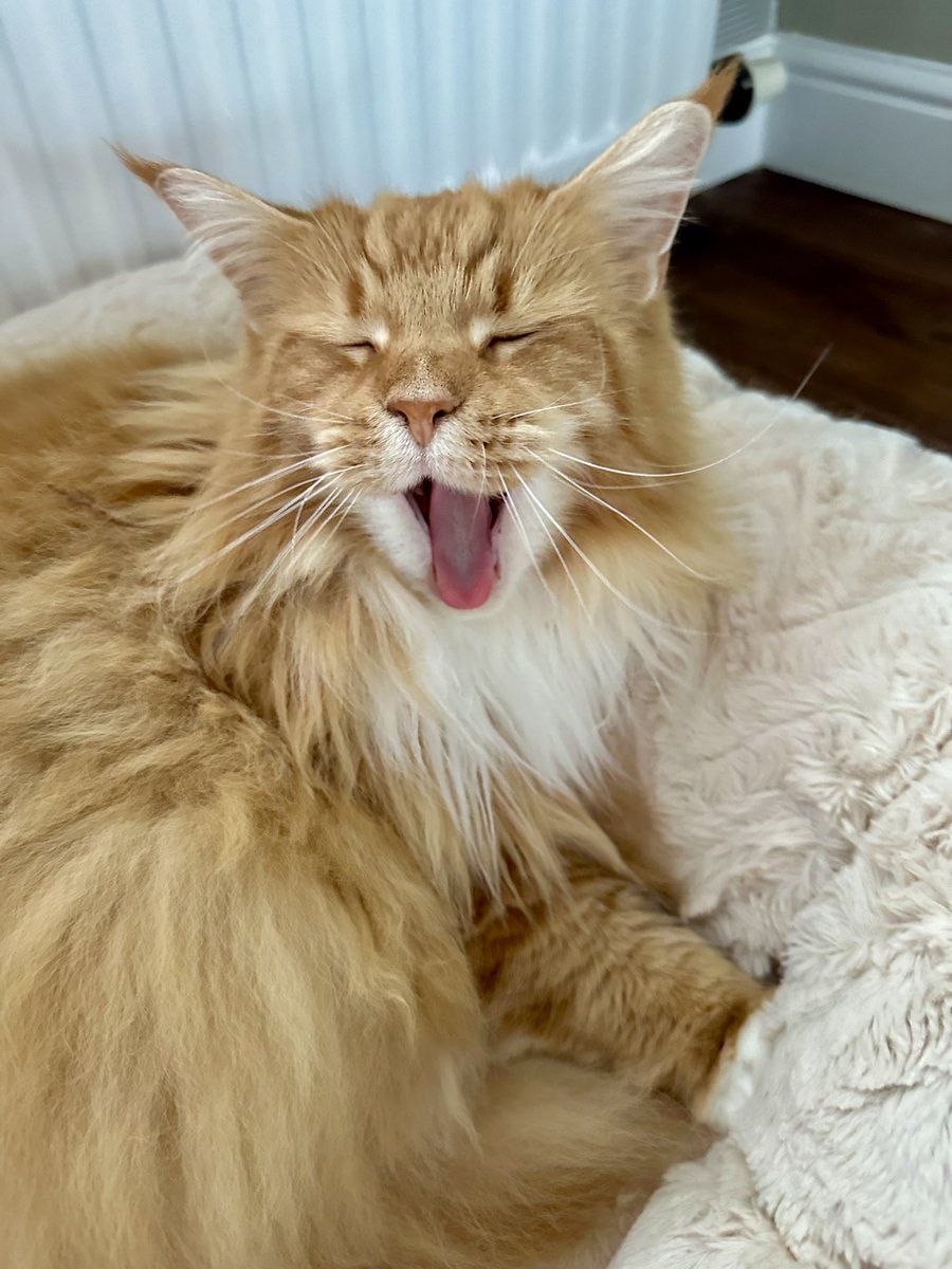 You know Buddy has the face of an angel but did you know he has the voice of one too? Here he is practising hitting the high notes! 😹😹🦁🦁 #whiskerswednesday #teamfloof #CatsofTwitter
