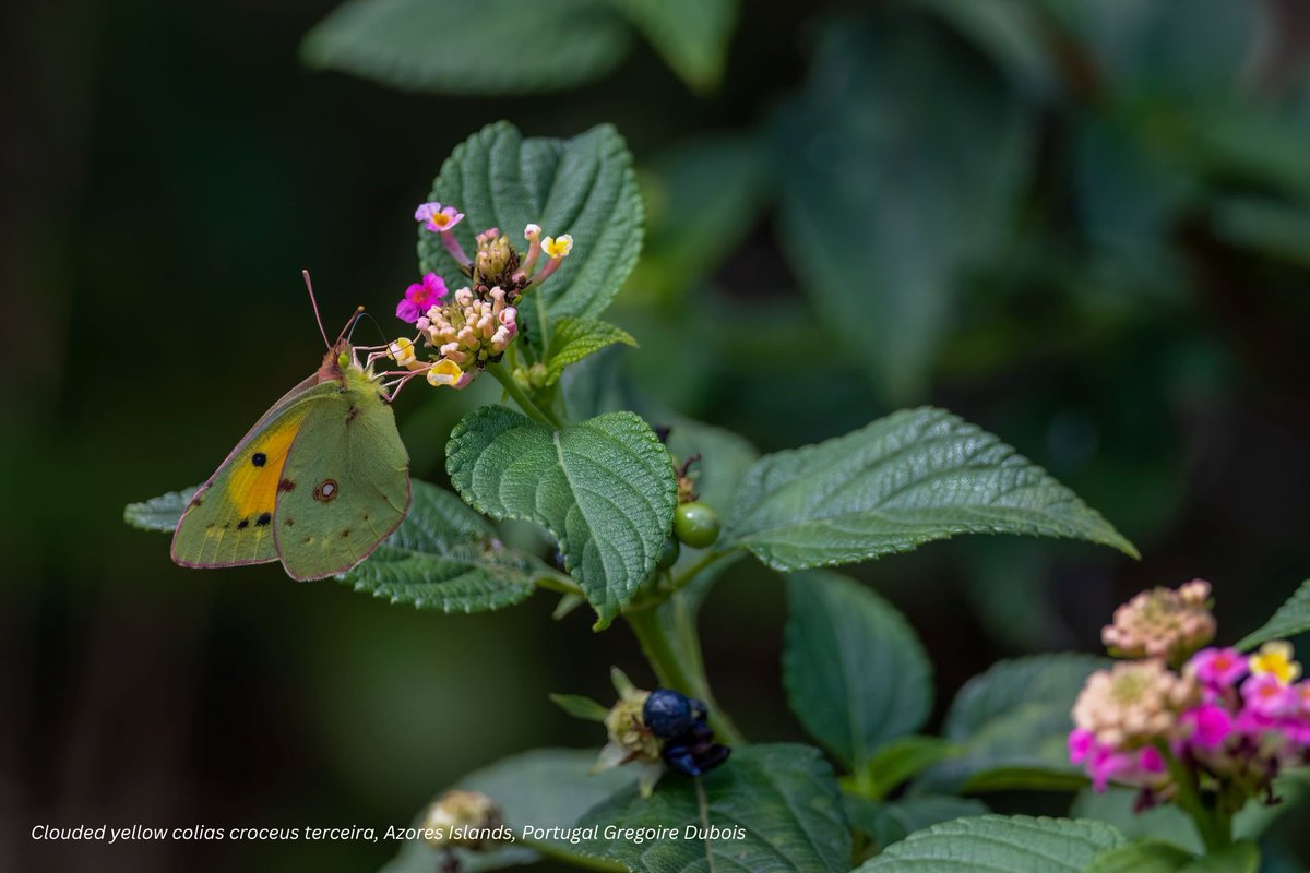 🌍🎉Happy International #BiodiversityDay! Join us in exploring how the PANORAMA initiative supports the Kunming-Montreal GBF, fostering practical knowledge and collaboration to safeguard our planet's biodiversity.🌿shorturl.at/AF3ME #ForNature #PartOfThePlan