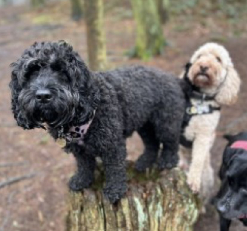 #SpanielHour SASHA missing what3words giving.fields.oath SPOOKED BY TRAIN AT #Esholt #LS19 NORTH EAST AND BOLTED 12.45pm NO SIGHTINGS SINCE Female/adult black #Cockapoo white/grey patch on chest Tagged/chipped/spayed doglost.co.uk/dog-blog.php?d… @Bd17NHW @woolpackesholt @bs2510