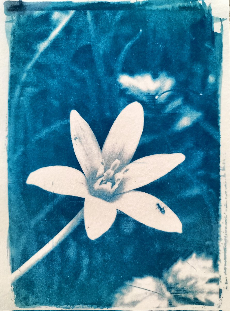 Even more cyanotypes! Now that I more or less get the technique, I'm excited to try new stuff! Maybe next time I'll dilute the solution or try using acid on it