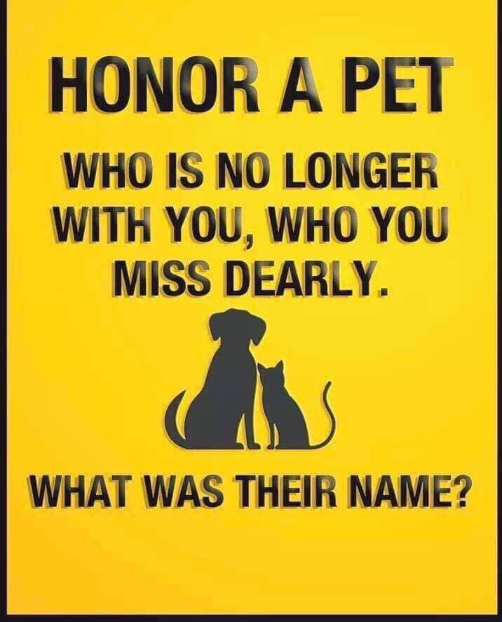 Pawzazzle (@pawzazzle) on Twitter photo 