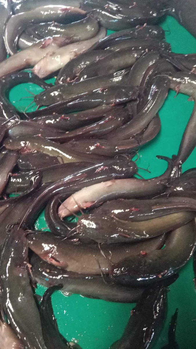 SUGIANT59834347's tweet photo. Rabu(08/05/24) Sugianto,Luhkan Kab.Inhil,di KUB ELANG SAKTI ds Sungai Teritip tangkapan Ikan Sembilang 25 Kg/35.000/Kg,,dengan api Belat Pantai,bulan Mei 2024
#GiatLuhkanSatminkalMedan #Inhil
#Tangkap #bpppmedan_brsdm https://t.co/Xrsb9bQoF3