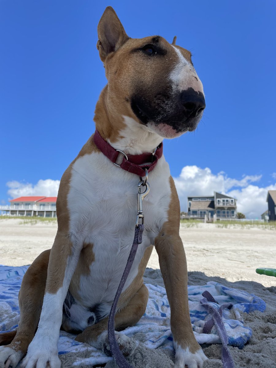 The most handsome boy on the beach today!