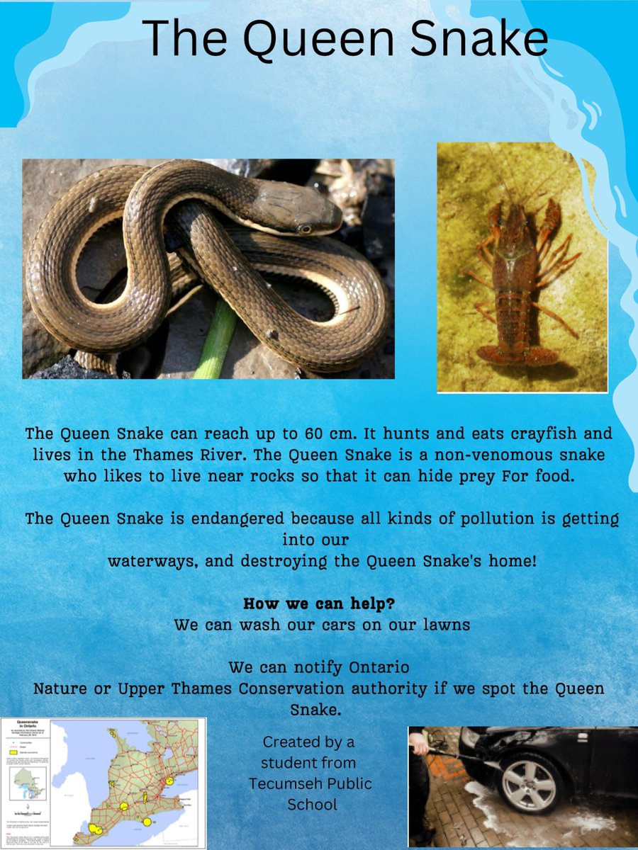 Our gr. 6 and 7 GREEN Leaders at Tecumseh PS chose species at risk as their enviro issue to explore this year. They've been working hard, and even created informational posters to let the public know how they can help. 🐟🐍 Find them displayed at @londonlibrary Landon branch!