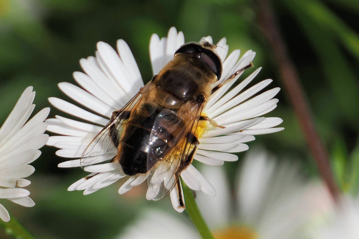 —Eristalis, por qué no te buscas una flor de tu tamaño. —Aquí no hay ninguna Eristalis, soy una abeja. —Estás tontísima con lo de la inmersión en el personaje.