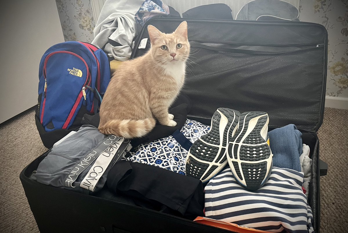 Well my suspicions were correct, suitcases have made an appearance . Family members moving in. Now if I can somehow find a way of squeezing myself in, they may not notice 😻🧡 #CatsOfX #adoptdontshop  #rescuecat #whiskerwednesday