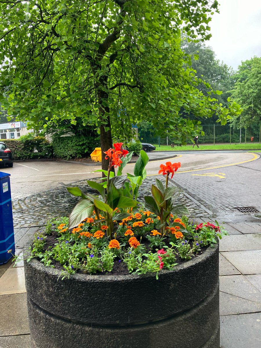 A gloomy day brightened up by these beautiful flowers at the Civic Centre! 🌼 Thanks to the South Ribble Parks and Open Spaces Technical team and the South Ribble Streetscene and Waste team👏🤩