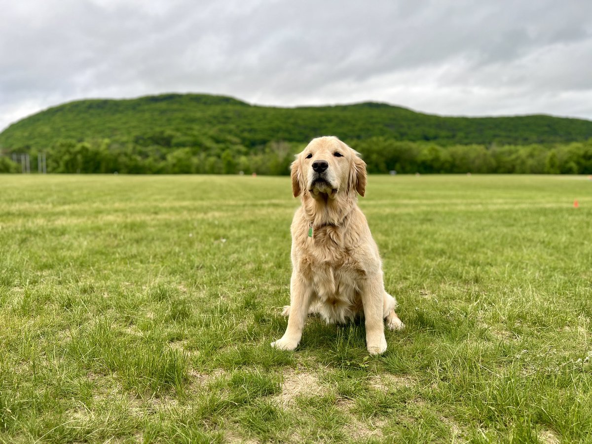 PVInvite tweet media