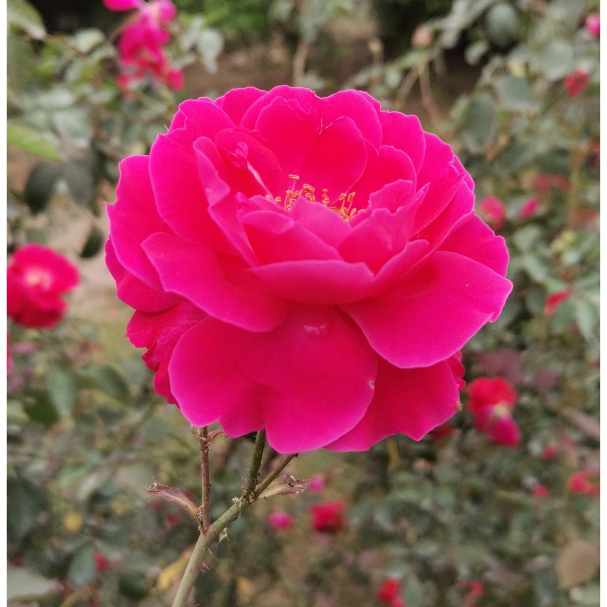 This is Red in my gallery 🌹