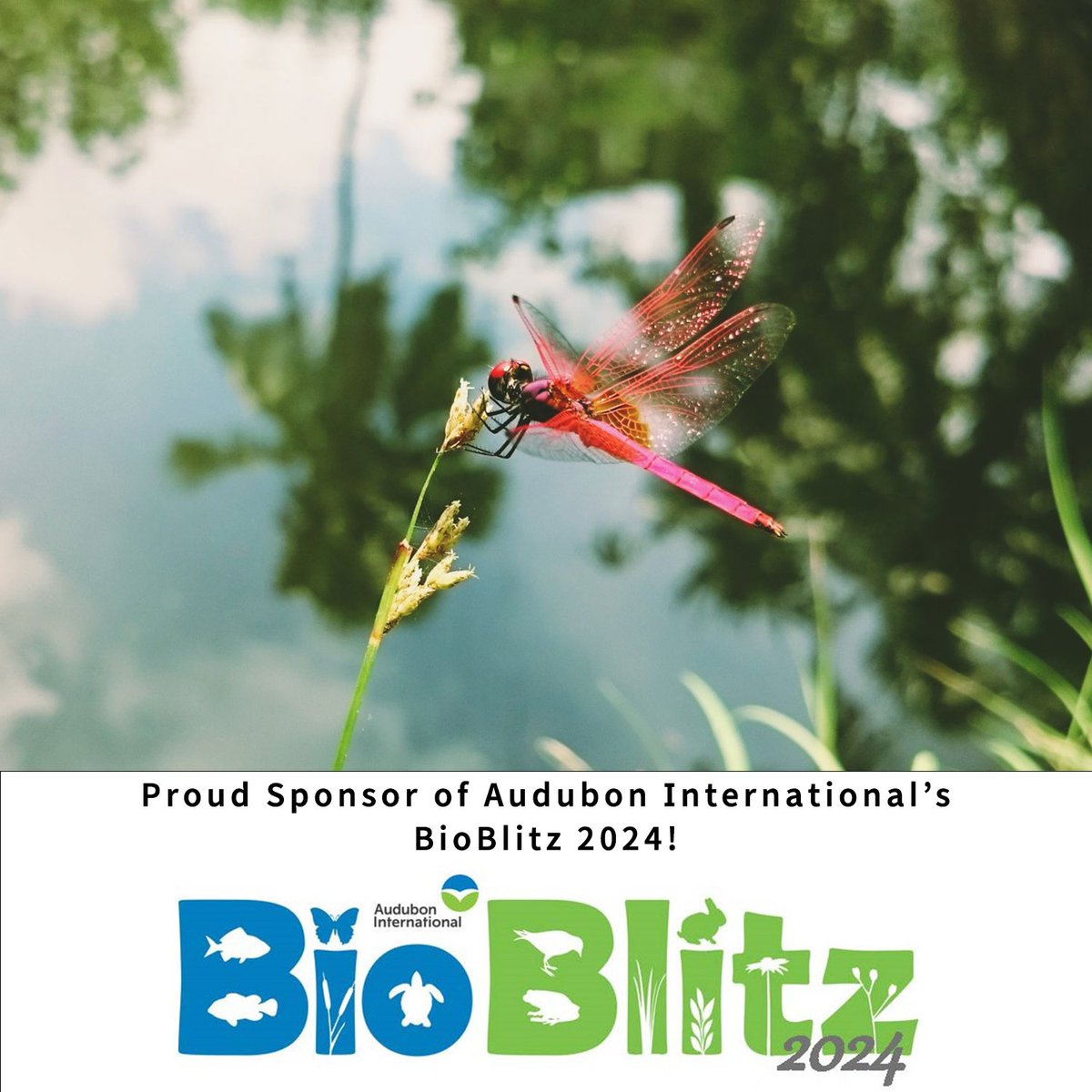 BioBoostNest's tweet image. Hey golf courses…it’s BioBlitz time! Does your course protect biodiversity in its green space? Check out how Audubon International celebrates wildlife conservation on golf courses with this fantastic competition. We are thrilled to be a supporting sponsor of #BioBlitz.

Get some…