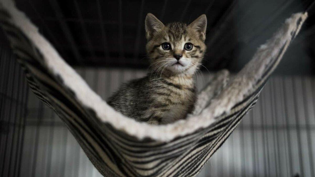 La Mulatière: un quartier mobilisé pour sauver un chaton coincé dans un tuyau d'immeuble l.bfmtv.com/zre1