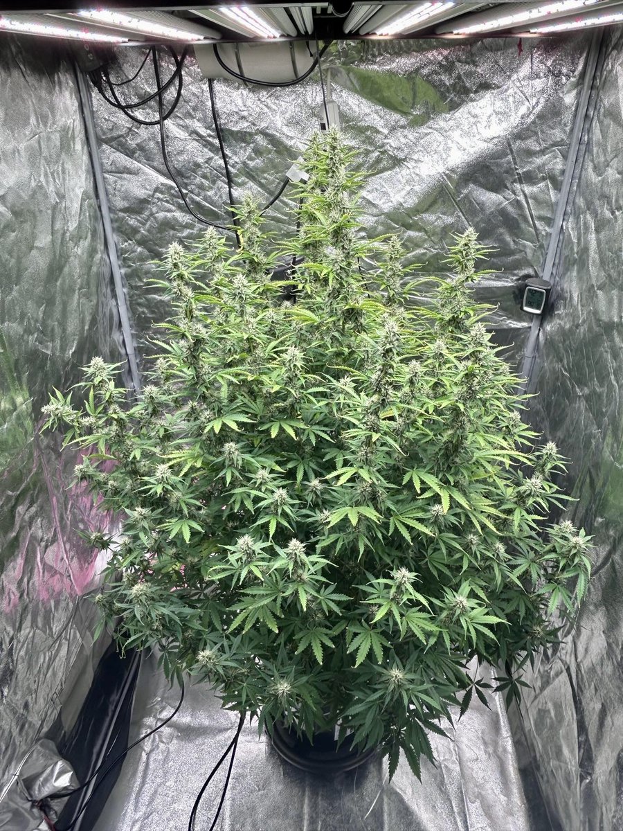 This tent ain’t big enuff for the 2 of us! 🤠😂 Big Bud Auto 🌳from @Fast_Buds decided she wanted the entire 4X4 for herself! Hope everyone is having a great week!✌️💚✌️💚 #420Life #CannaLand #CannabisCommunity #GrowYourOwn #HomeGrown #Growmies #StonerFam #Mmemberville