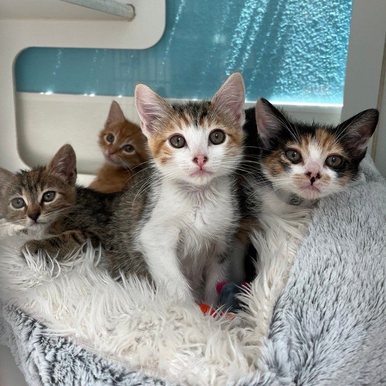 The kittens are coming! The kittens are HERE!! 🙀 Litters, singletons, kittens with mamas are coming in daily. How can you help? ibit.ly/bgGwQ 😻DONATE😻 Needed items & funds. 😽ADOPT😽 Meet your Friend for Life! 😺FOSTER😺 We furnish the supplies, you supply the TLC.