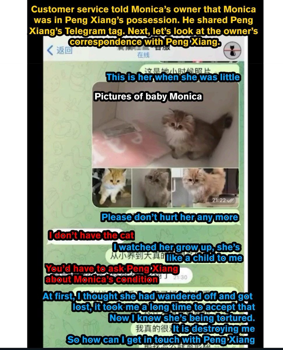 Monica was kidnapped, her owner was extorted for money & threatened by videos of Monica tortured for weeks! The Cat Torture Rings in China are dangerous and gangs! 🆘️@committeeonccp @RepMoolenaar @CongressmanRaja 🆘️ #InvestigateOnlineCatTorture⚠️#HelpFelineGuardians⚠️