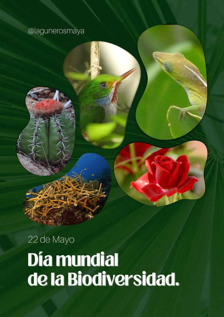 Día Internacional de la Diversidad Biológica.  @ocitma, @medioambiente